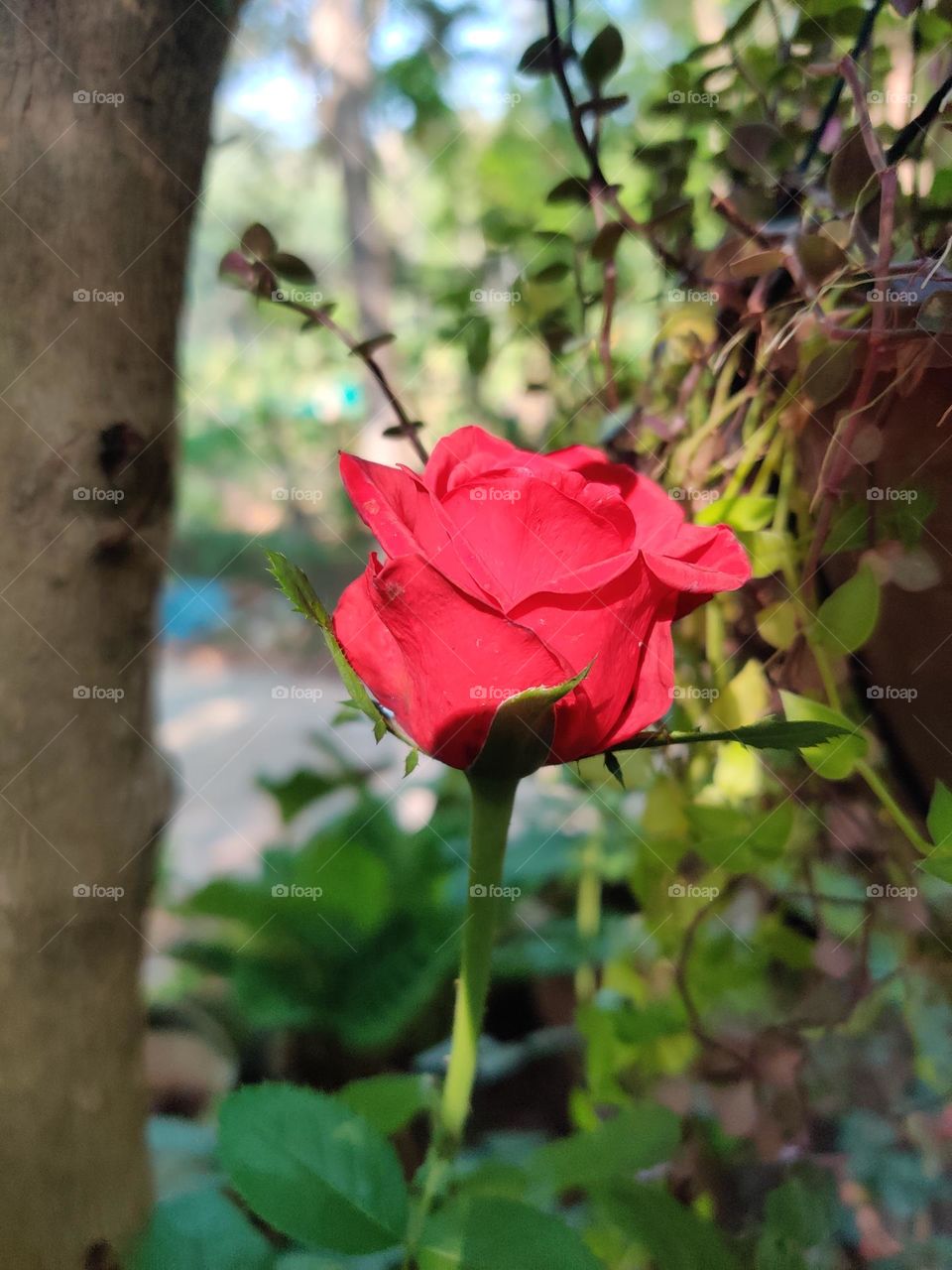 rose flower