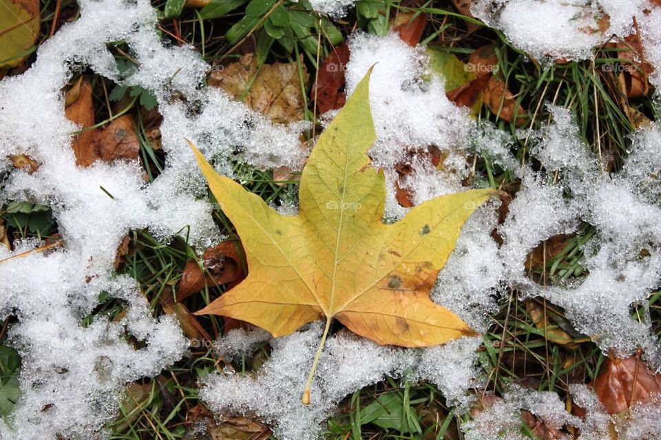Fall Leaf on Ice. Fall leaves after a light snowfall in Sedona