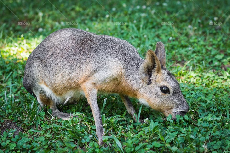 Capybara
