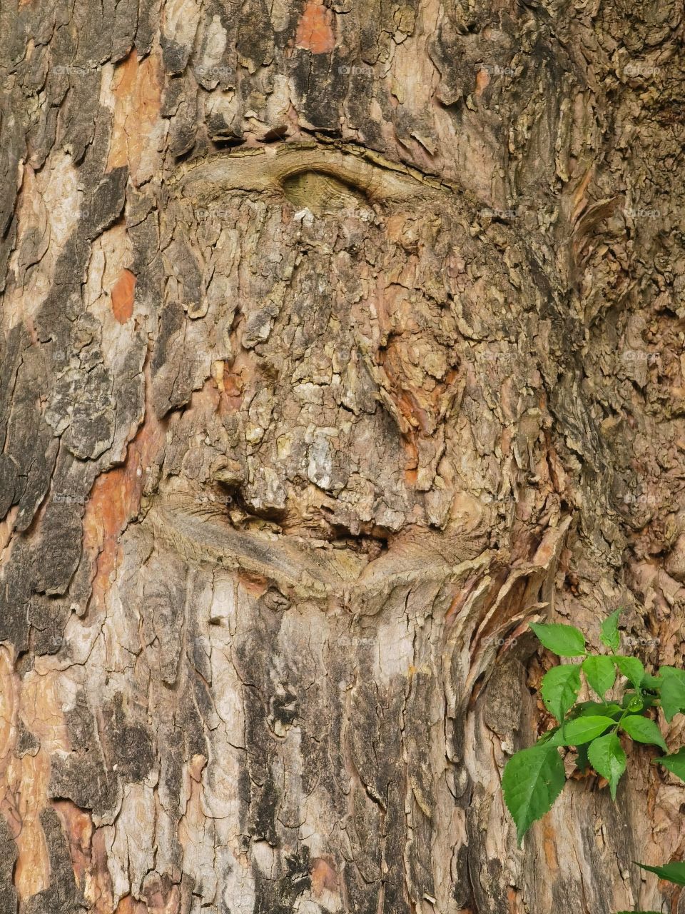 tree bark