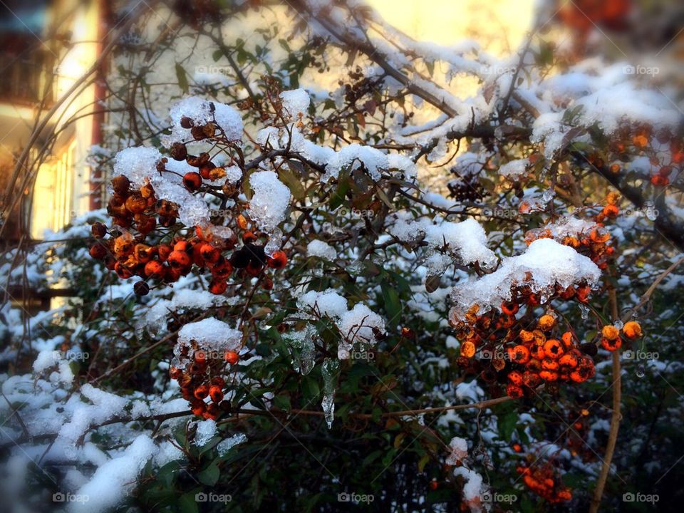 Winter rowan-berry