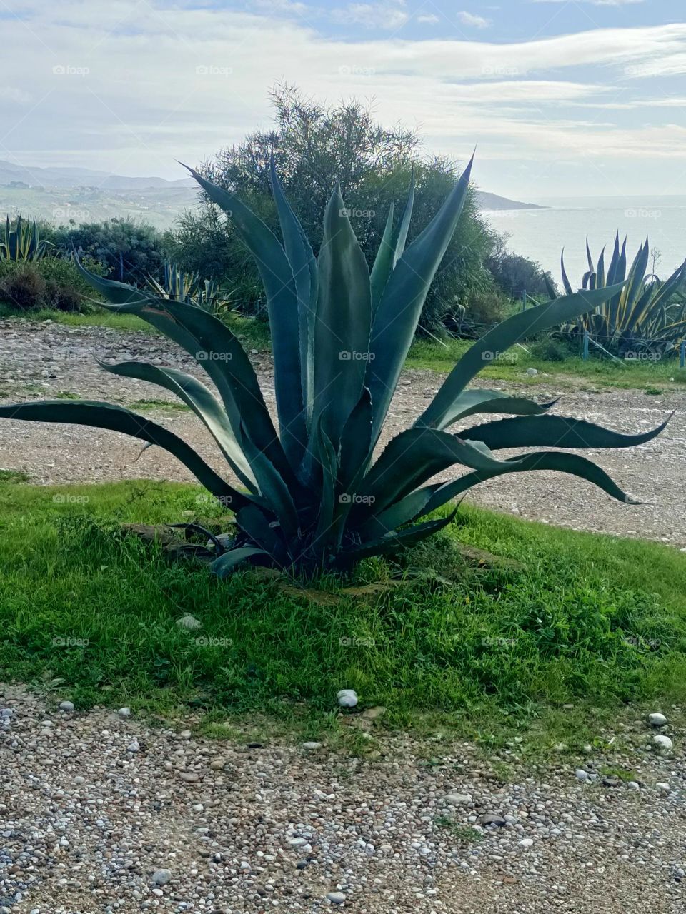 Agave