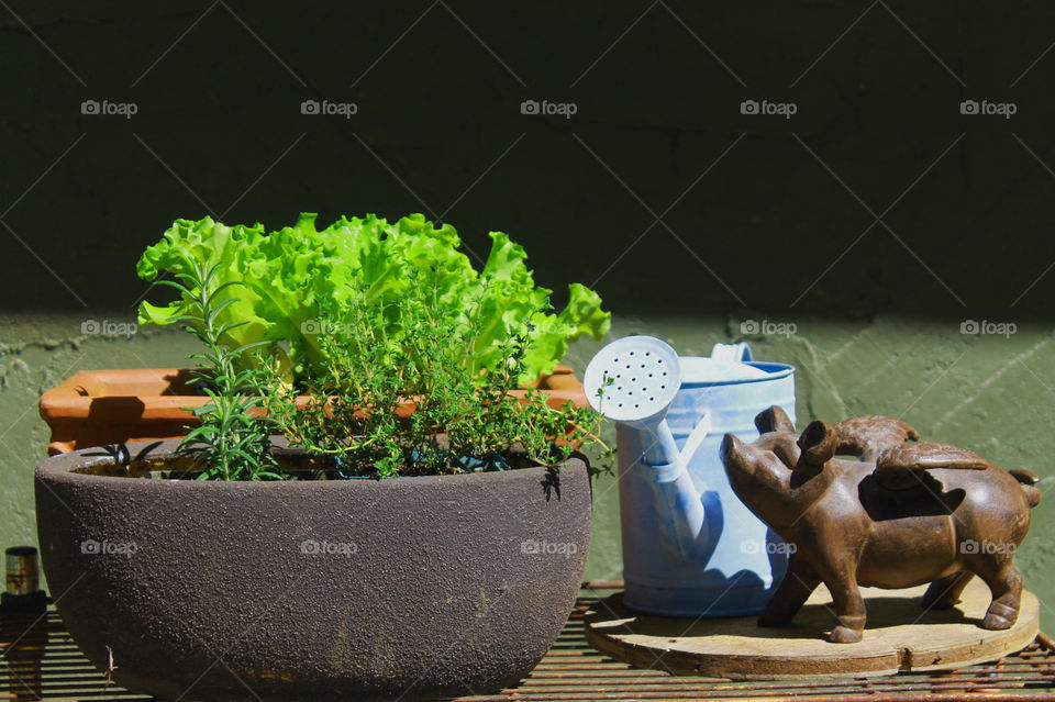 Shot of my baby blue watering can, my metal flying pig and my baby plants hardening before they can be planted in my garden.  There are some herbs;lavender thyme, rosemary, and a vibrant green leaf lettuce. 