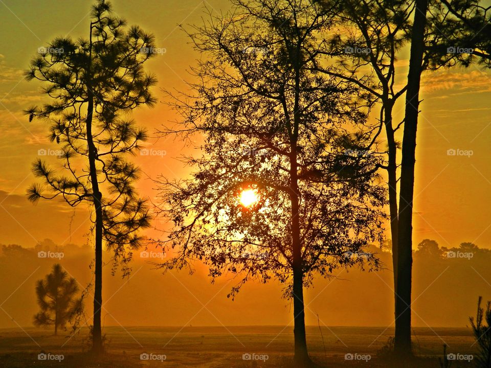Sunrise, sunset and the moon - The sunrise poured out it fiery golden rays that penetrated the oak tree through the fog