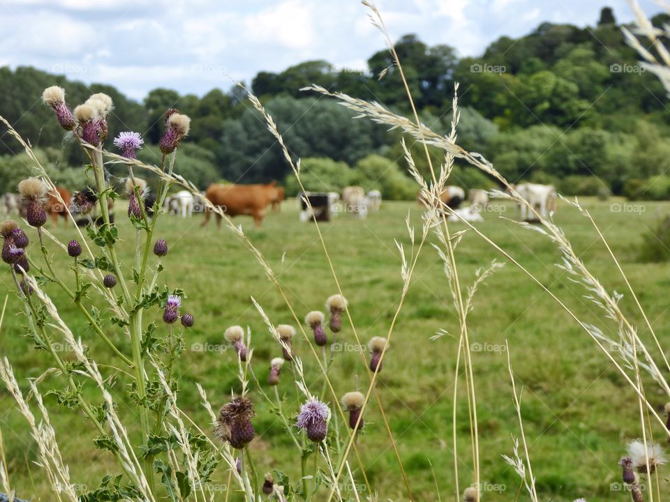 Plants against meadow with cattle