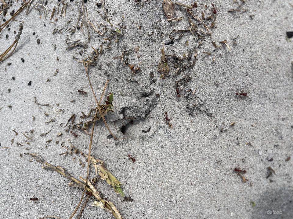 Working Ants in the Sand building Their Nest