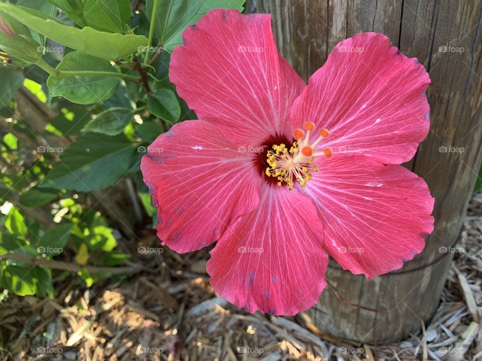 A hidden pink flower blooming by the sidewalk. 