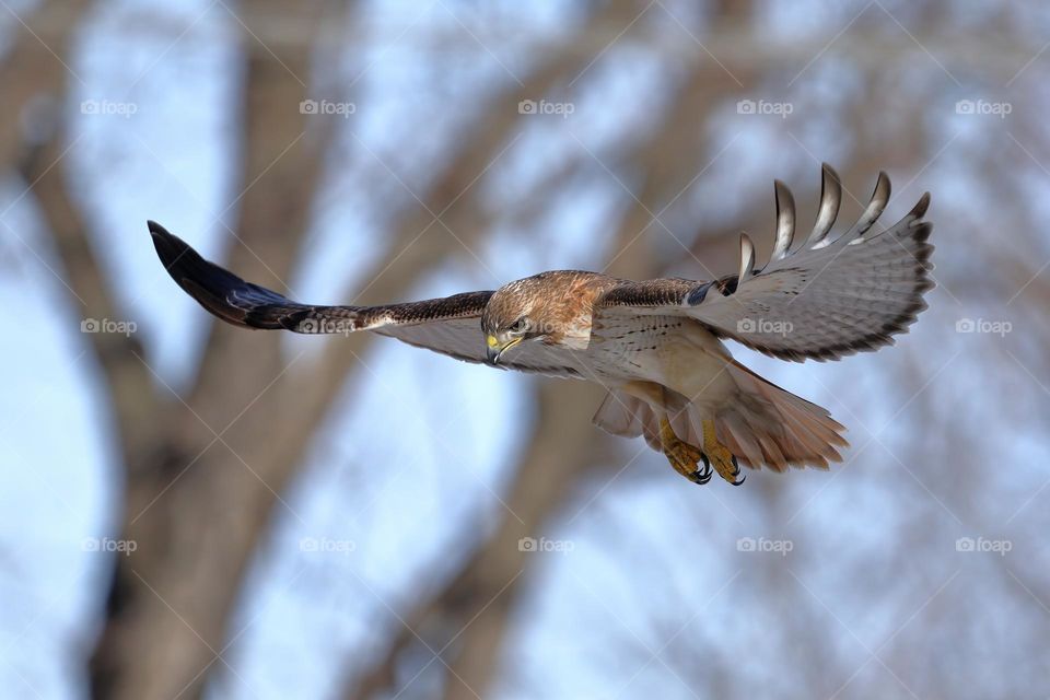 red-tailed hawk