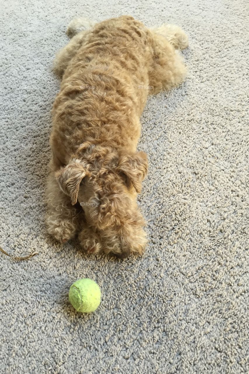 I am waiting...... I am so bored..... just throw the ball. 