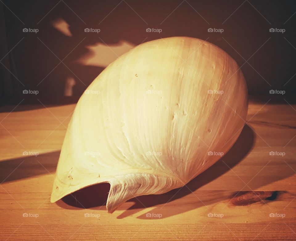 Large seashell 