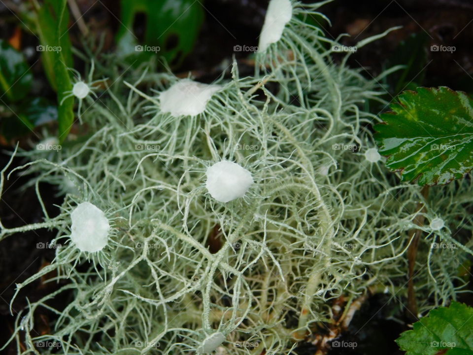 string moss