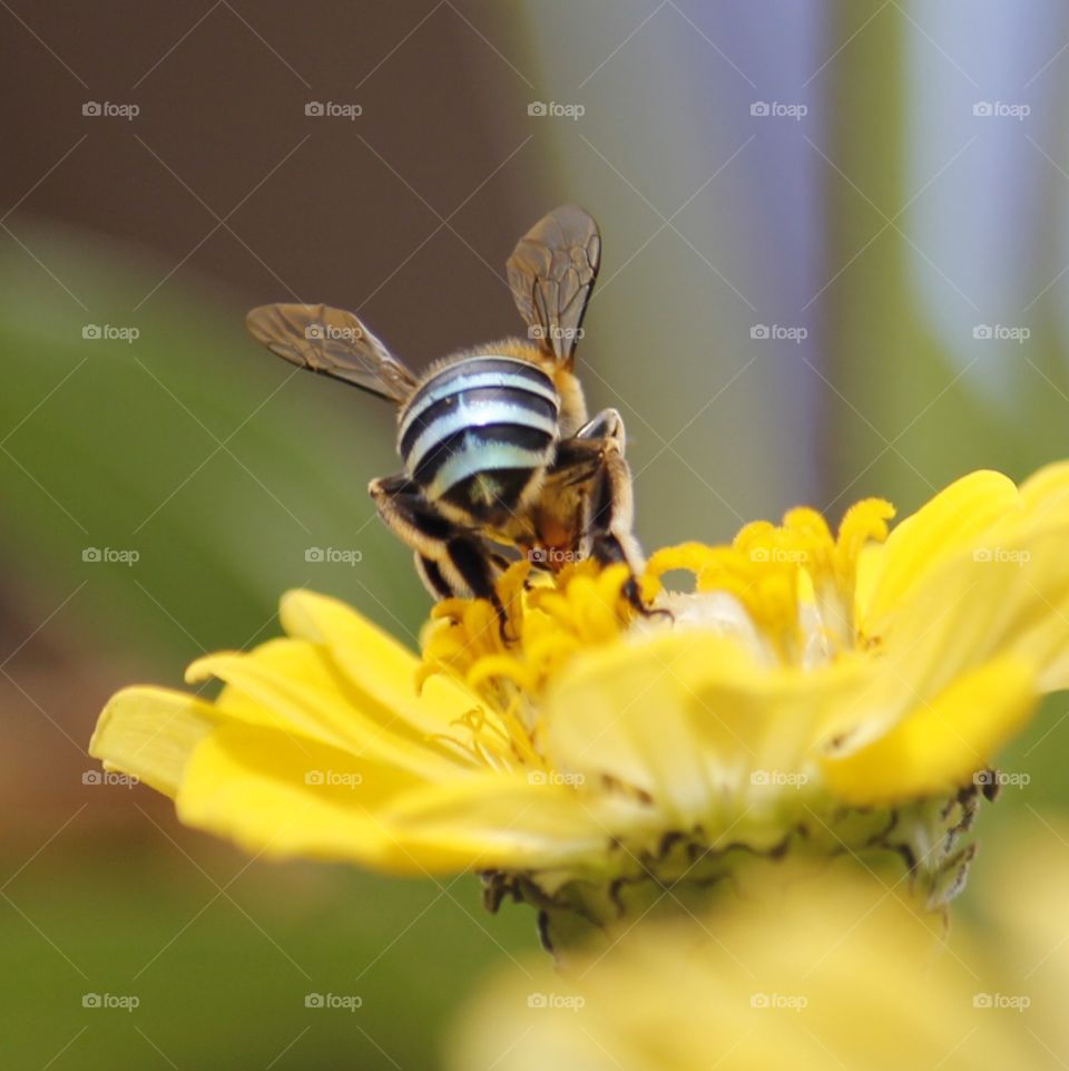 bee