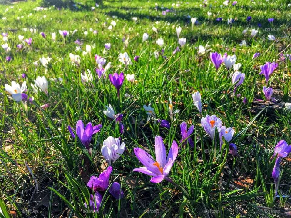 Spring flowers in bloom. 