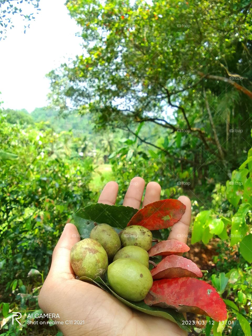 Sri lanka olive veralu
