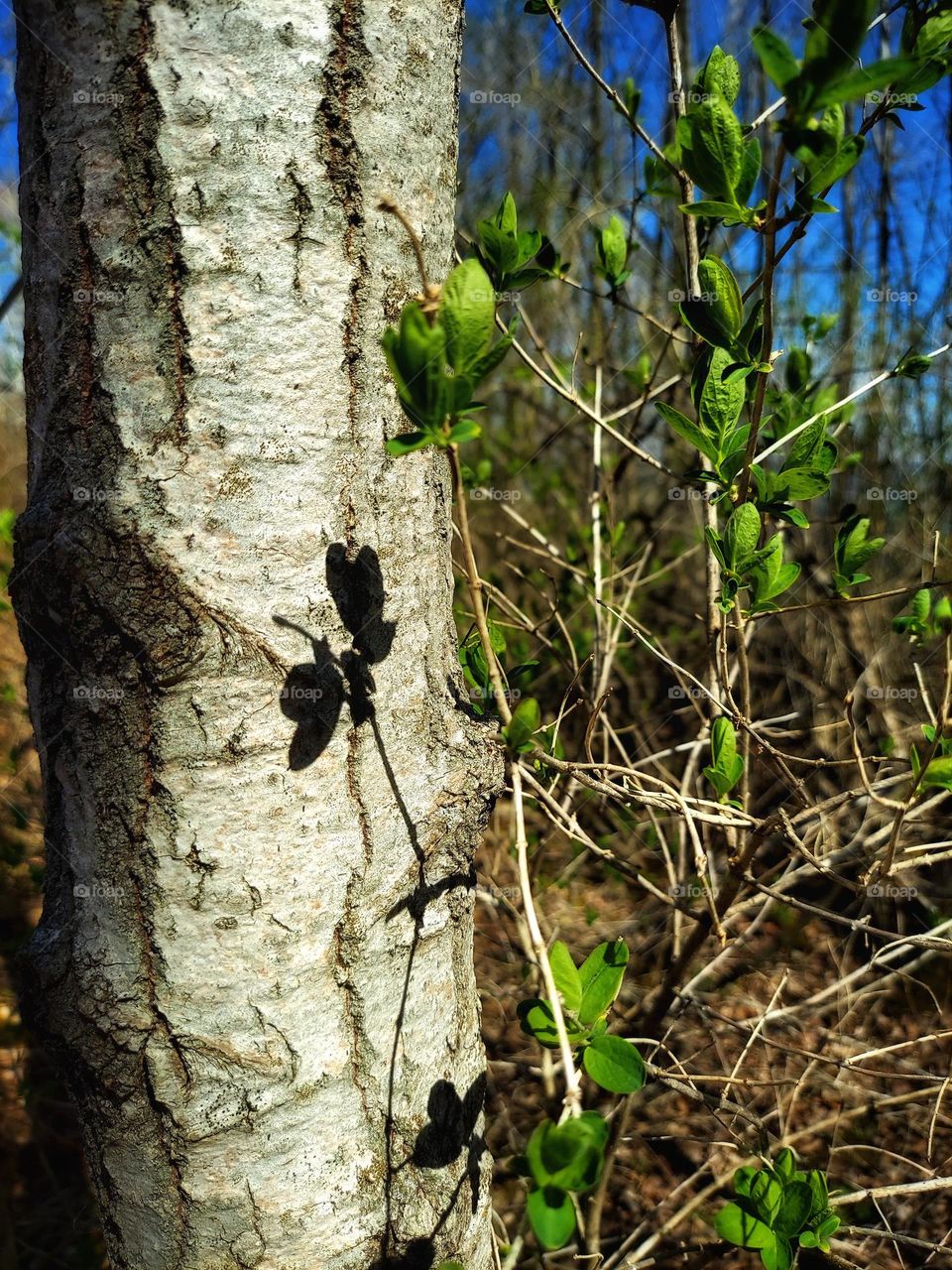 Spring Leaves