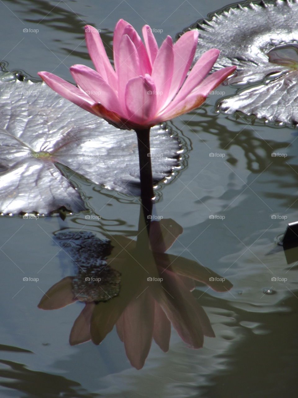 Beautiful Pink Waterlily