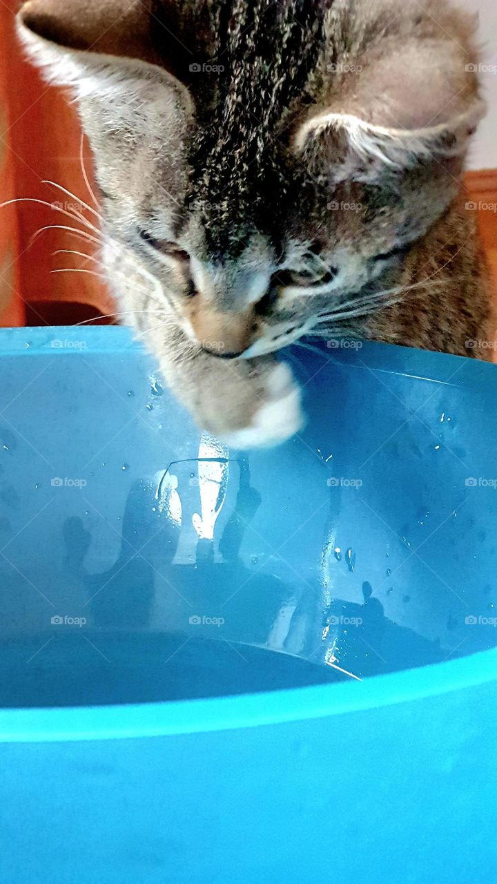 Cat plays with the water from a blue bowl