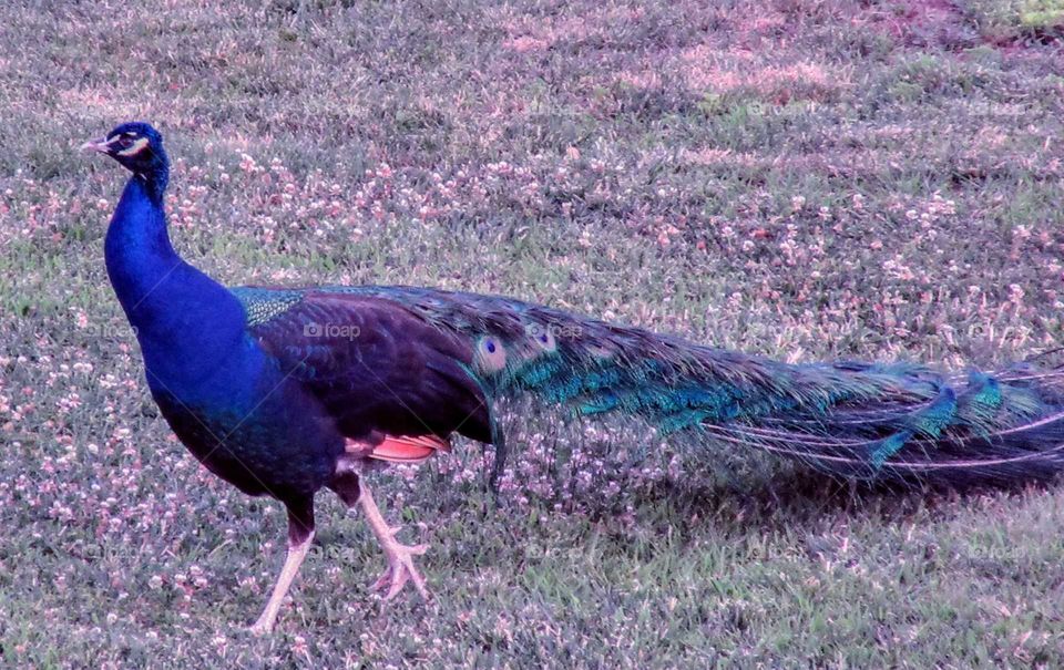 Gorgeous Peacock Strolling the Yard "Blues & Greens"