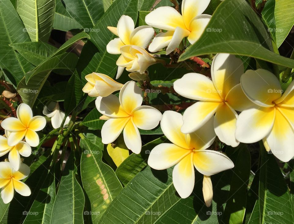 Plumeria is blooming.