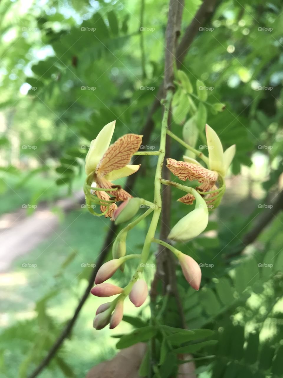 Tamarindus indica pods.JPG.