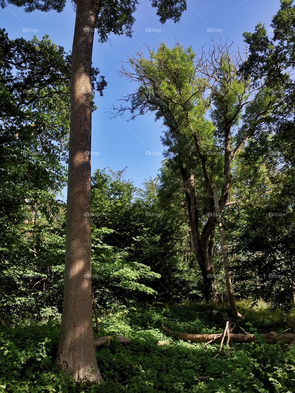 Detail from Dalby söderskog