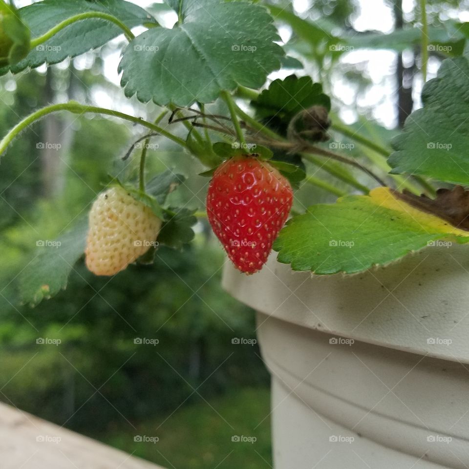 Strawberry plant