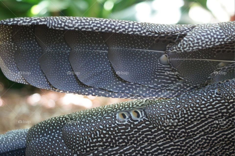Great Argus Pheasant feathers