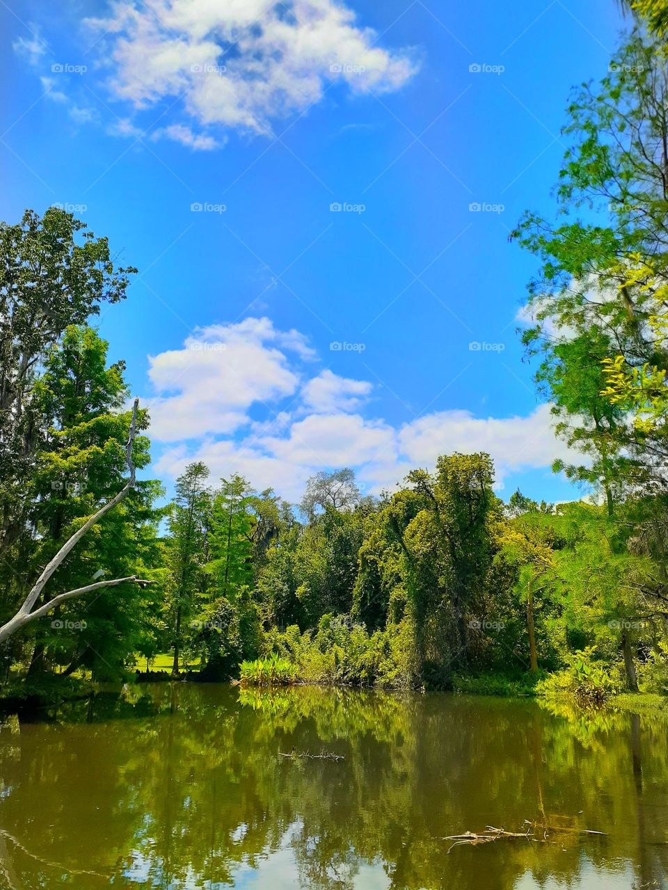 I love to go to Alice's Pond at Mead Botanical Garden in Winter Park, Florida. It is one of my favorite places to photograph.