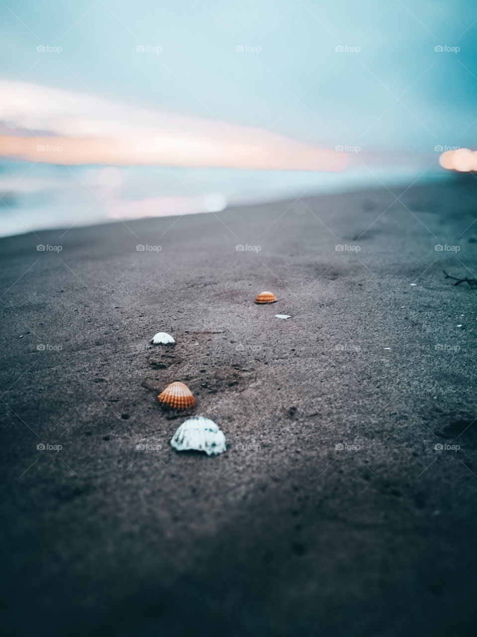 Close-up of a shells on a beach