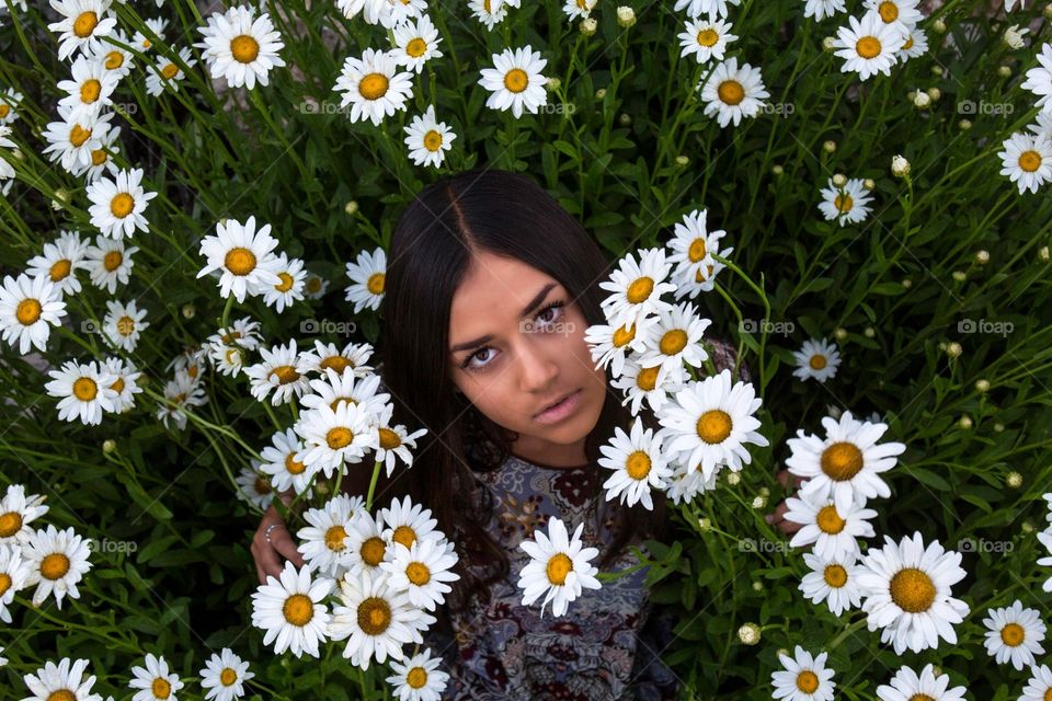 Daisies 