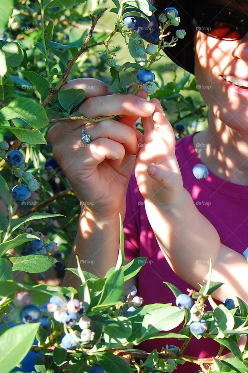 Picking blueberries