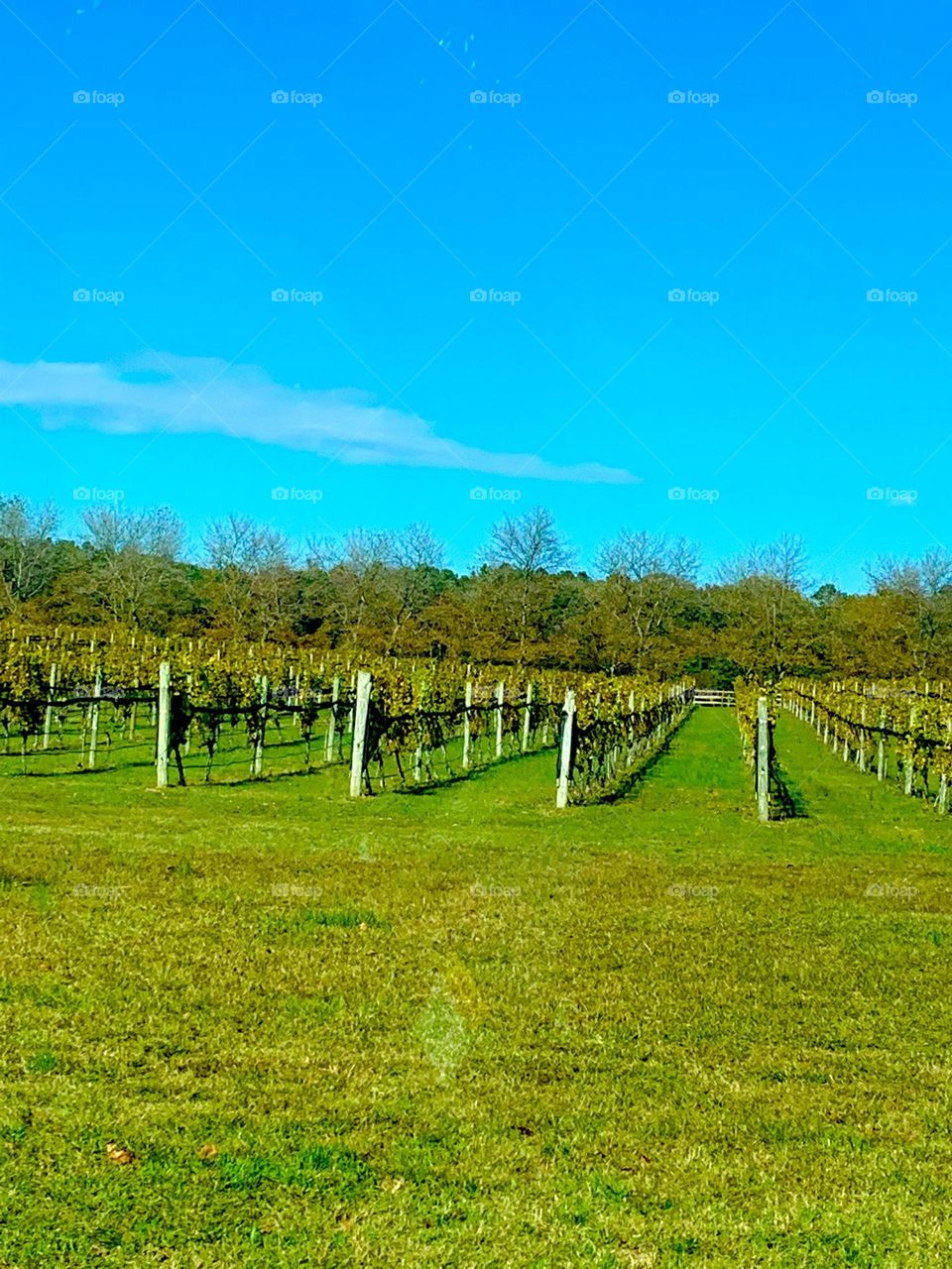 Vineyard 