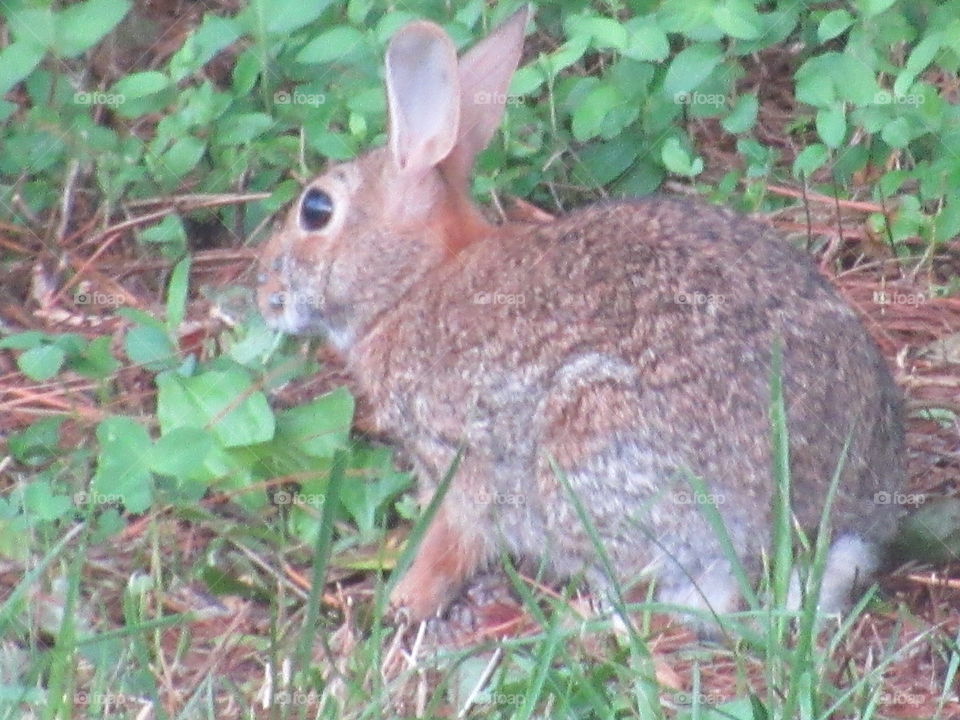 Nature, Grass, Animal, Wildlife, Mammal
