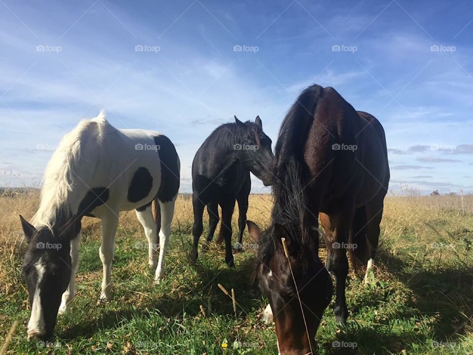 Horses Together On Farm Pasture