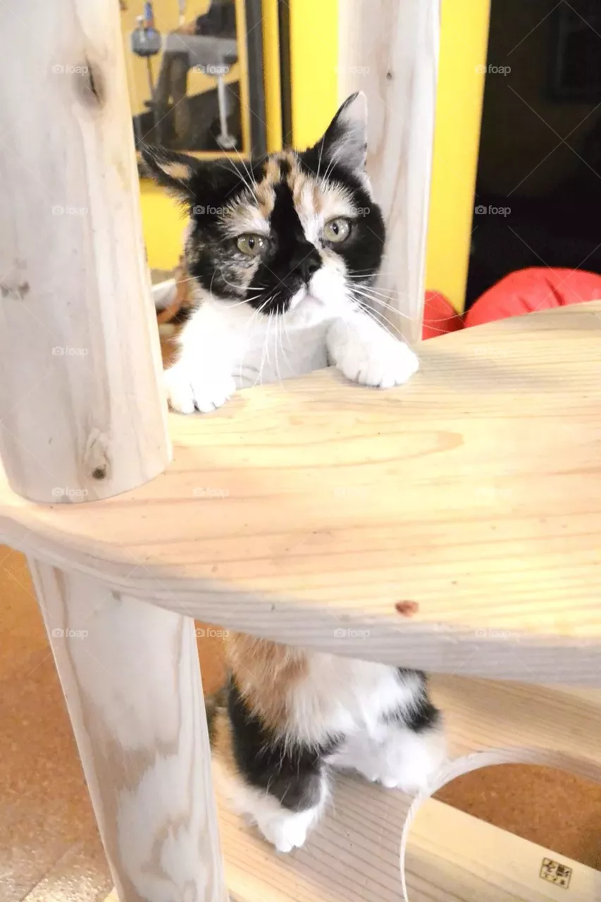 meow