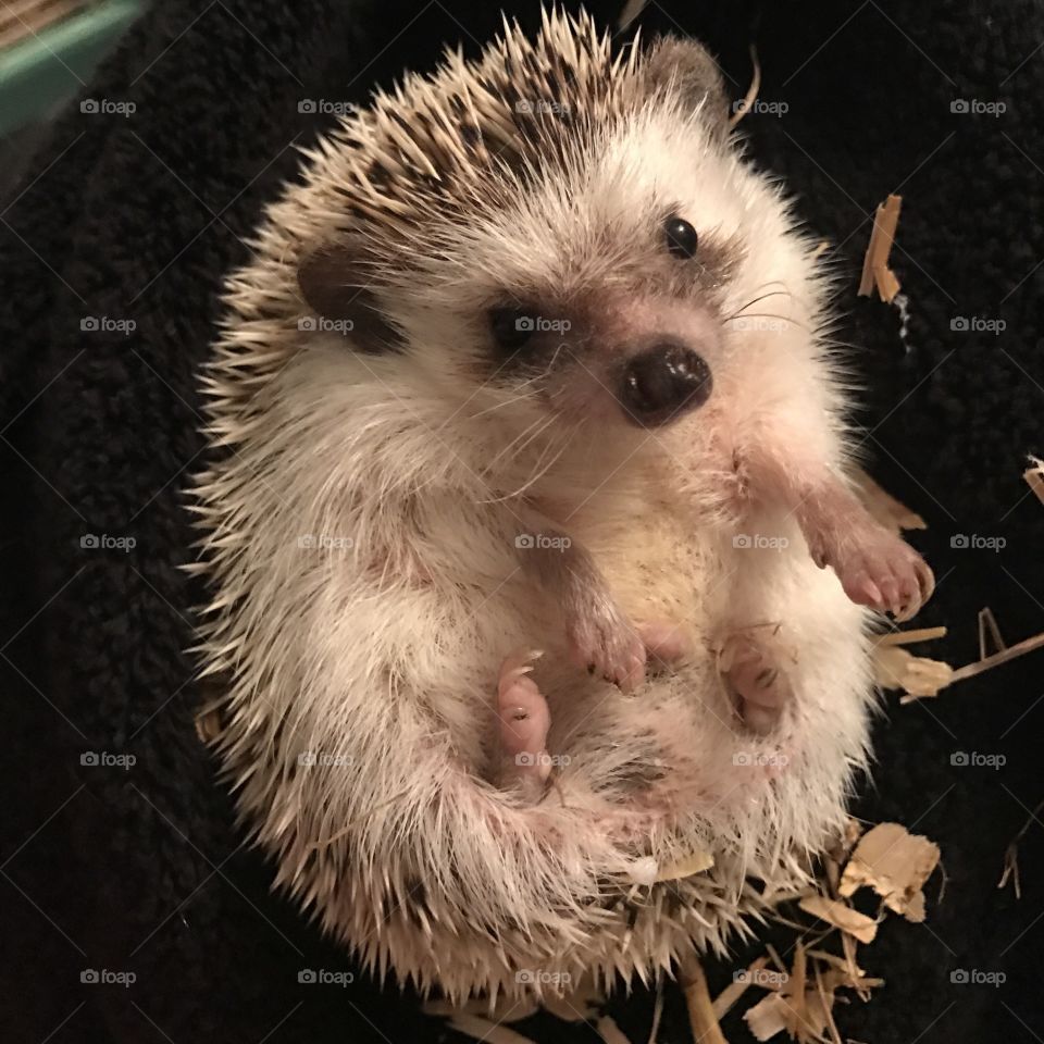 Hedgehog