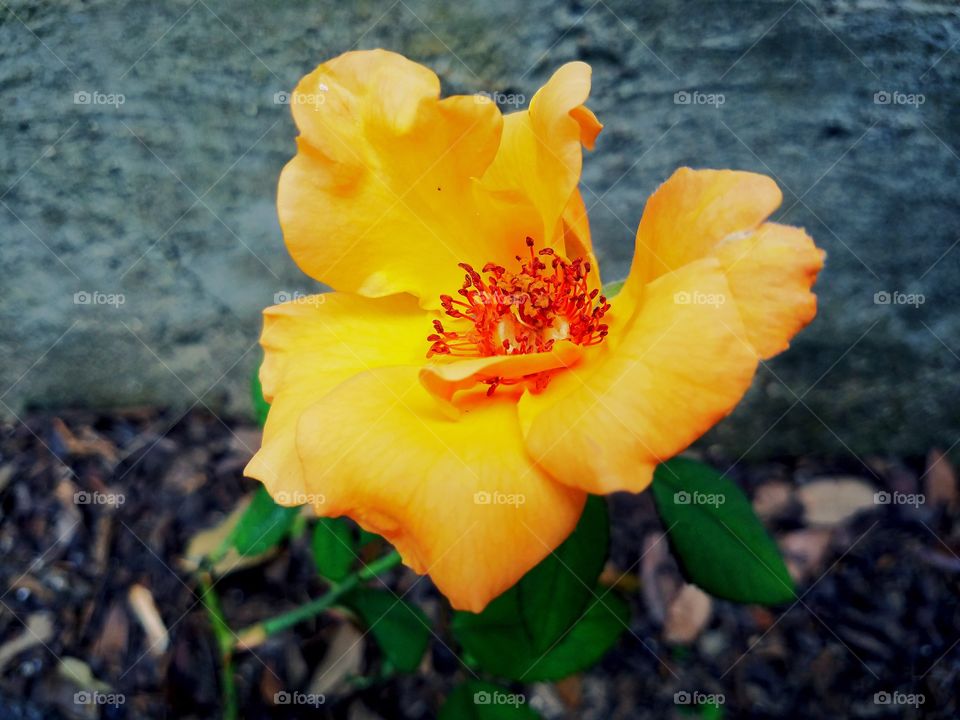 Orange Bloom