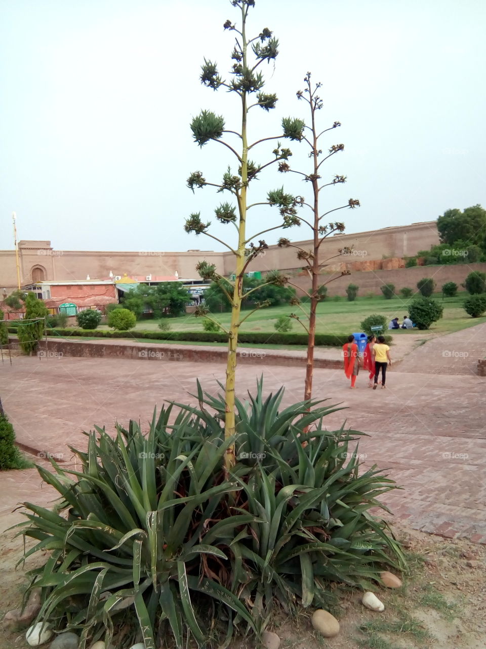 an ancient fort of Bathinda city- a monument protected by Govt Of India- inner part