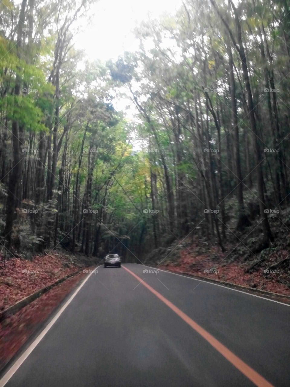 Manmade forest in Bohol Philippines