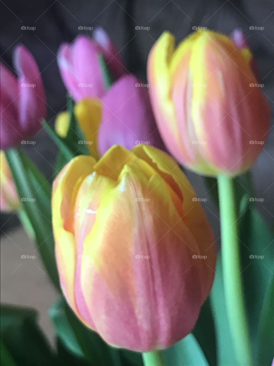 Tulip