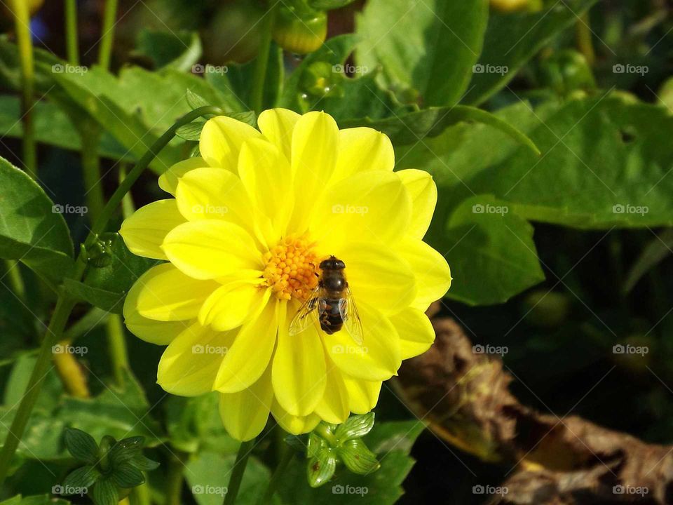 beautiful flowers and bee