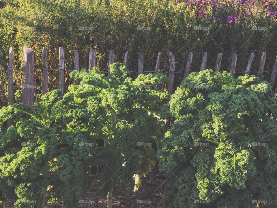 Food growing garden