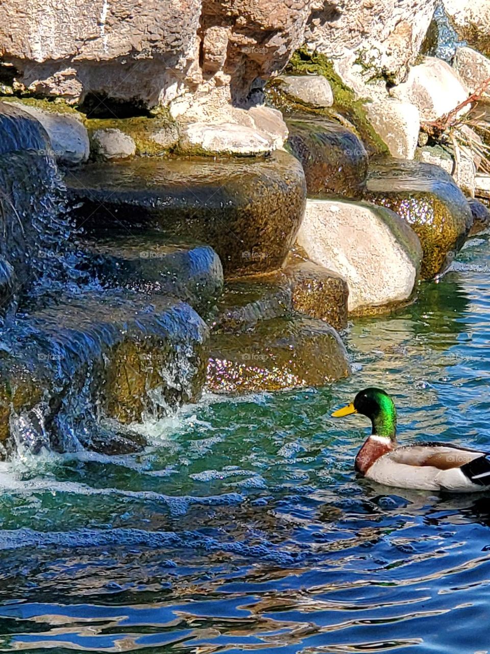 Mallard Duck at the Waterfall