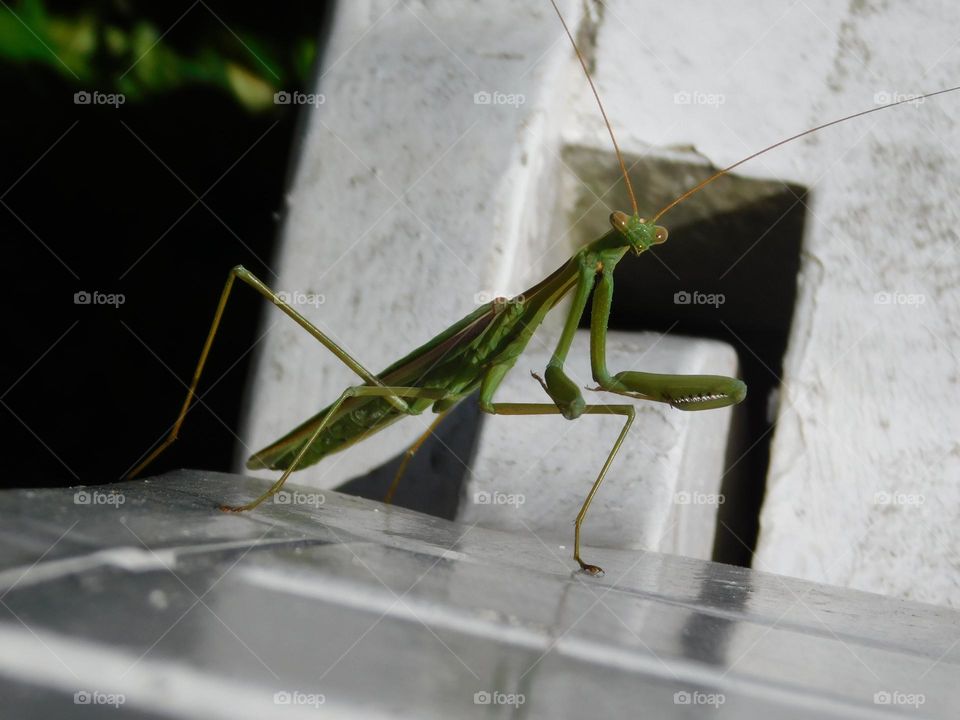 praying mantis // Chascomus , Argentina // Nikon Coolpix B500