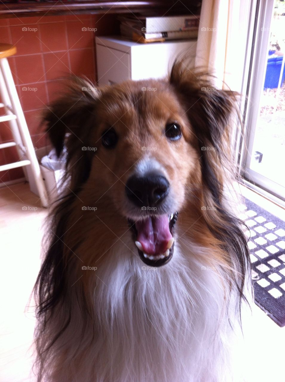 My Sheltie Dog - Jax smiling 