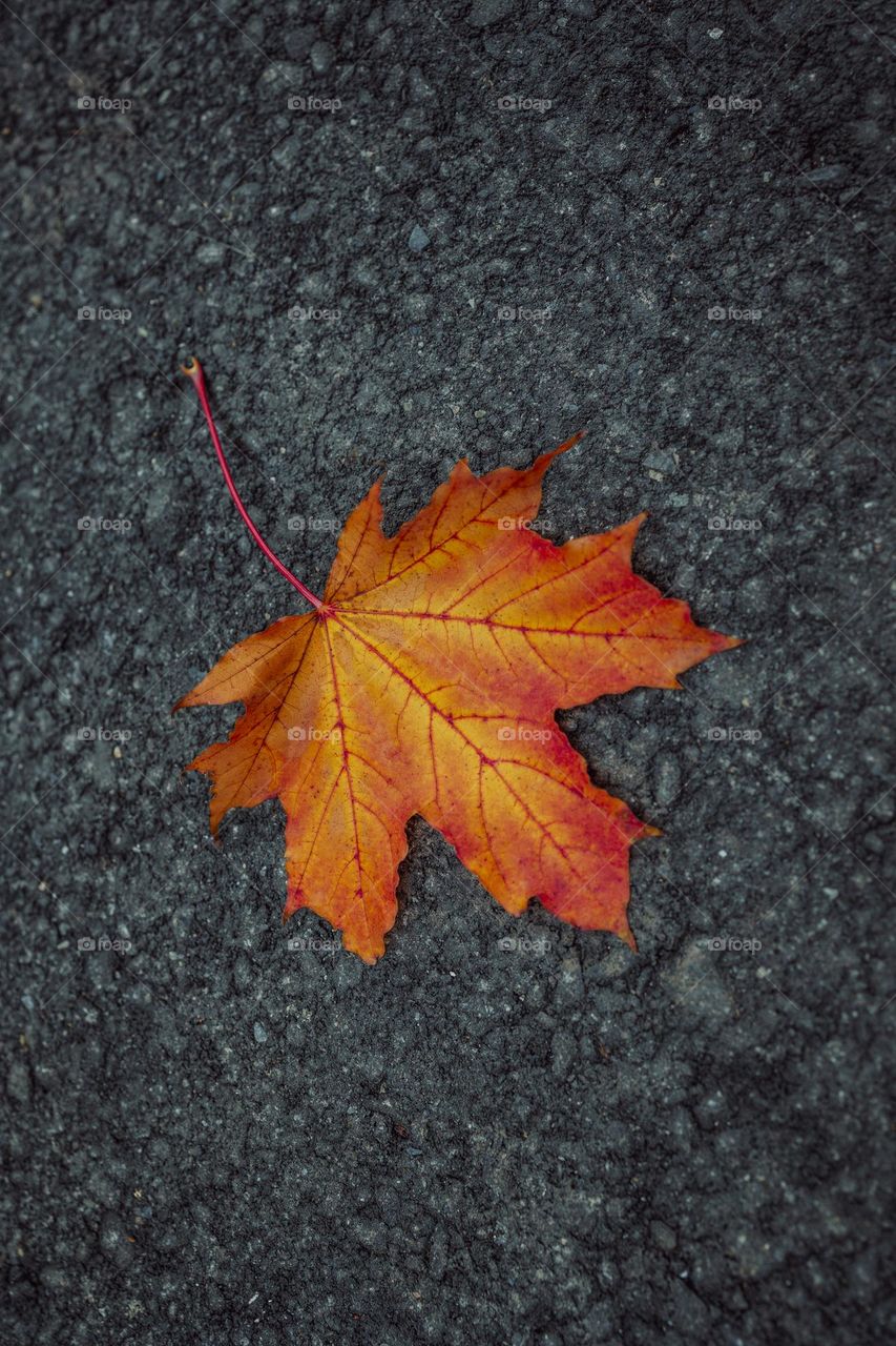 Bright red orange leaf on ground.  autumn concept