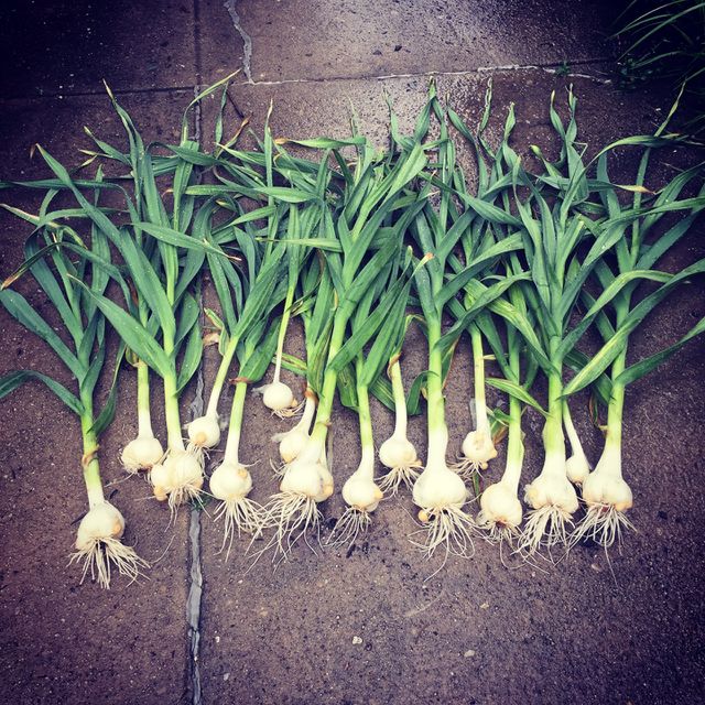 Garlic. Home grown veggies