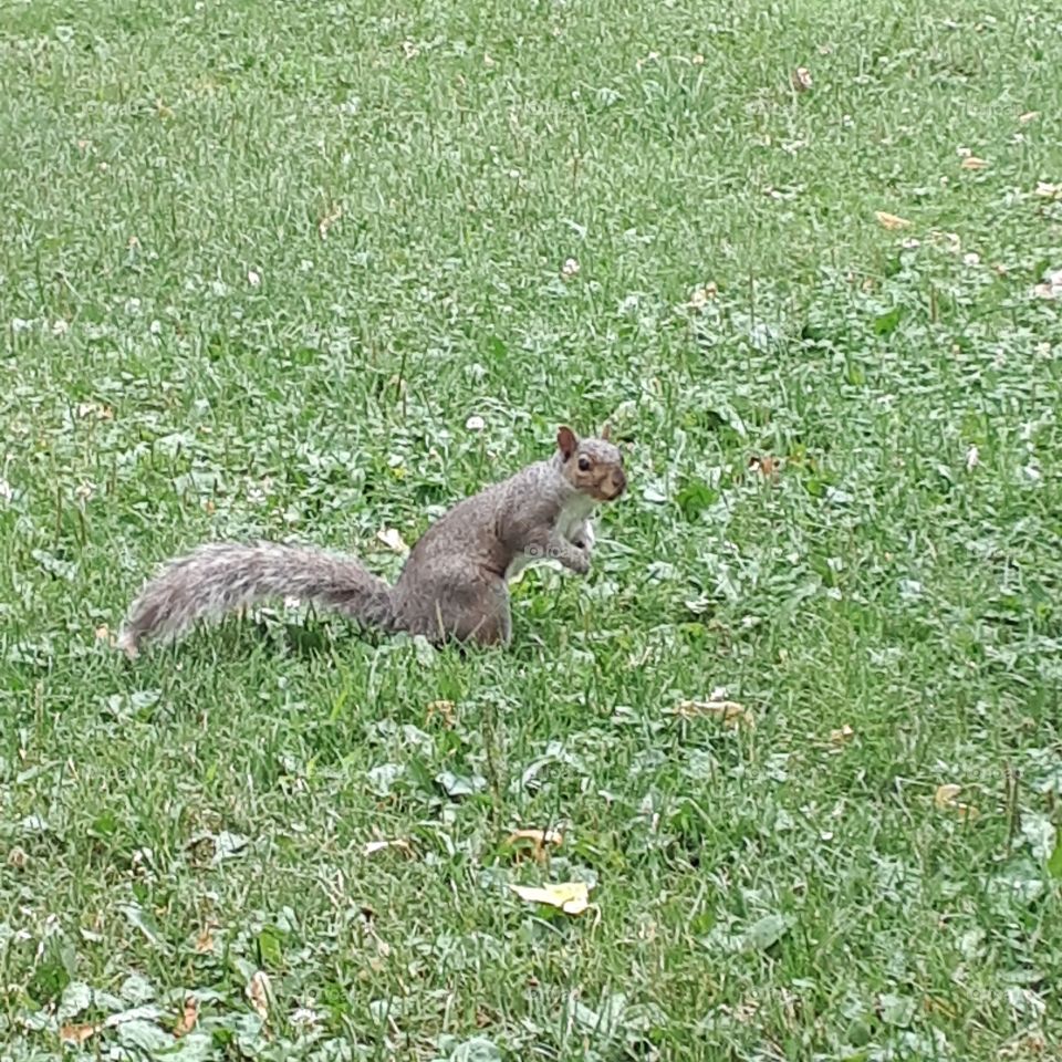 The squirrel
