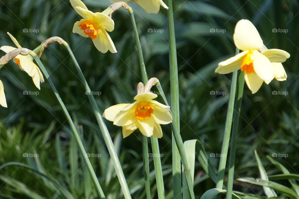 The daffodil flower