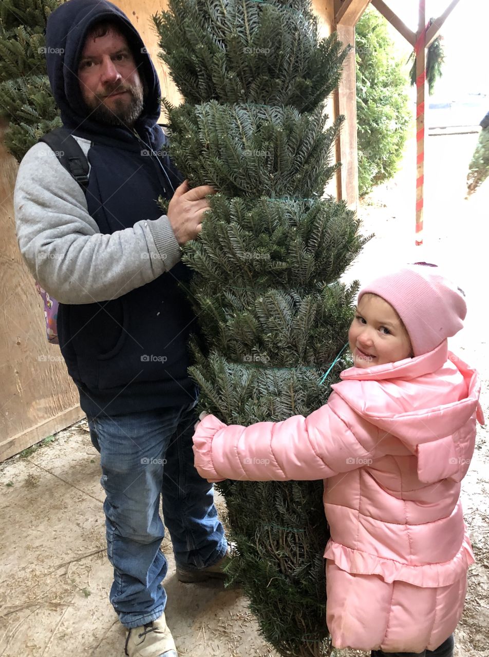 Taking home a real Christmas Tree they picked out at the Christmas tree farm 
